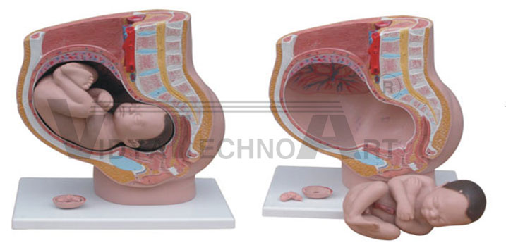 Uterus Pregnancy Pelvis With Removable Baby Model Table Top